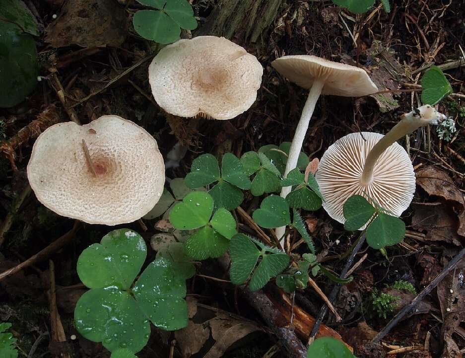 Image of Entoloma queletii (Boud.) Noordel. 1983