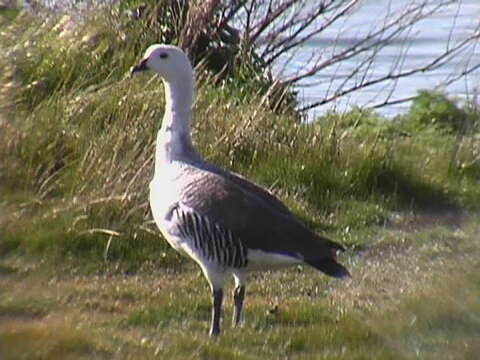 Image of magellan goose, upland goose