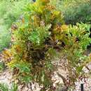 Image of Grevillea victoriae subsp. victoriae