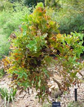 Image of Grevillea victoriae subsp. victoriae