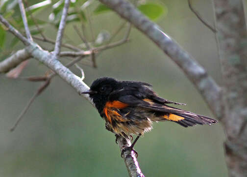 Image of American Redstart