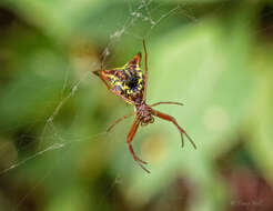 Image of Micrathena sagitta