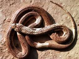 Image of Egyptian Cobra