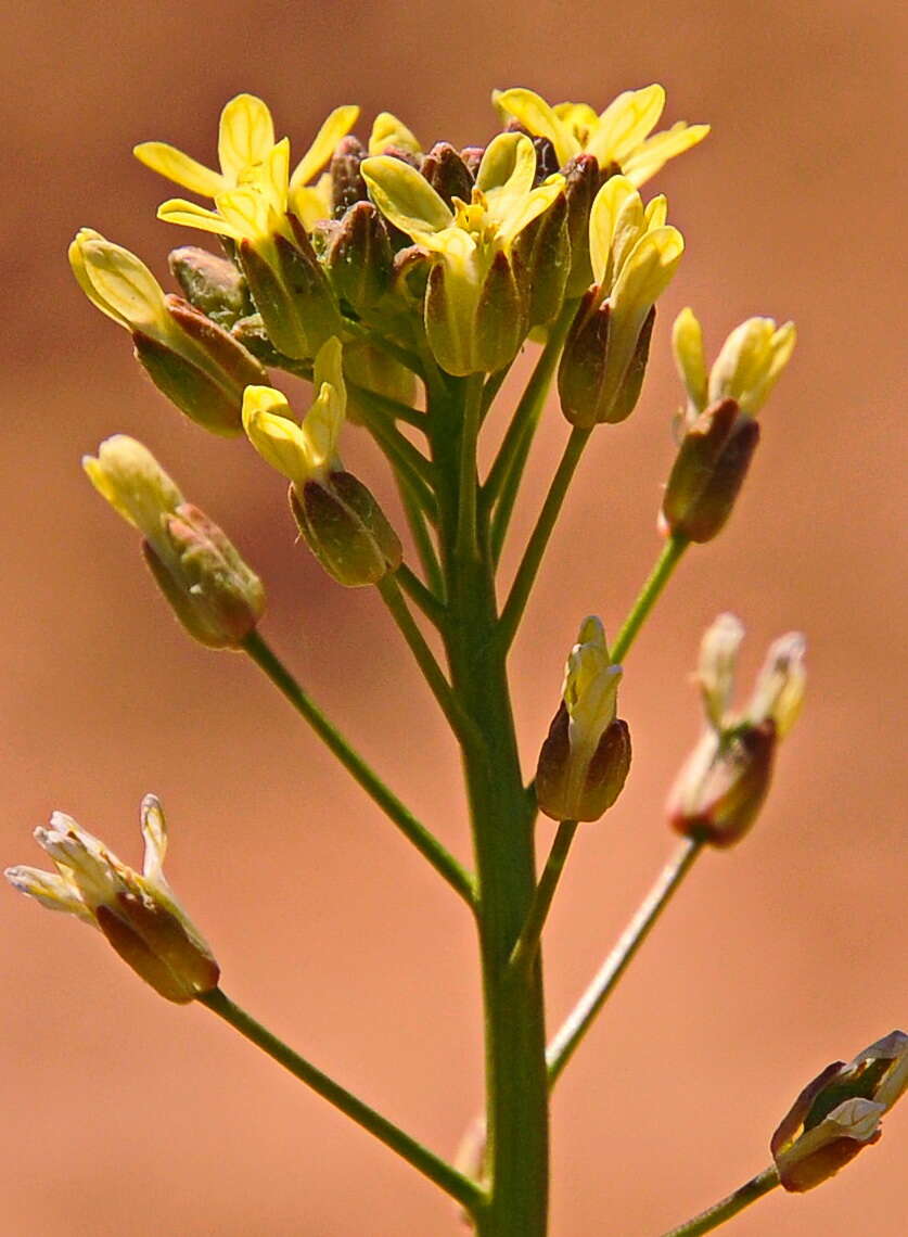 Image of false flax