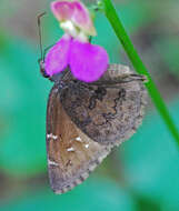 Image of Northern Cloudywing