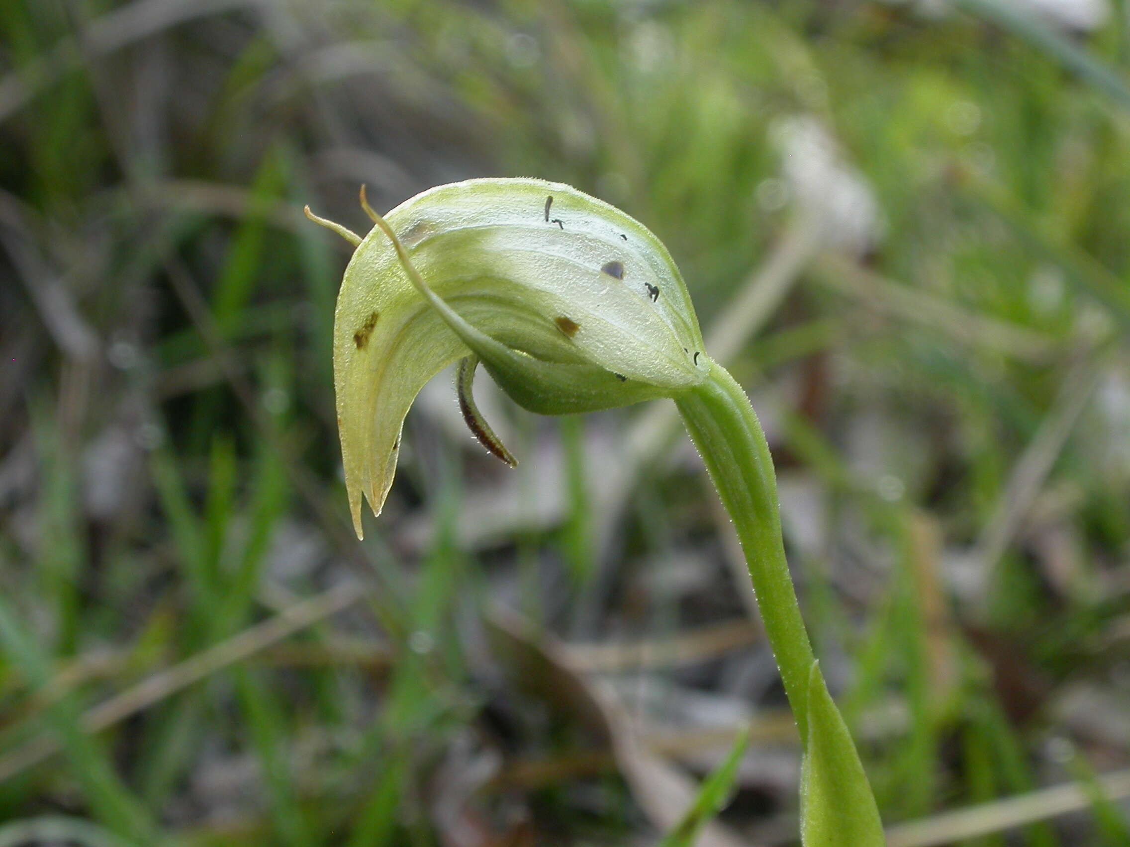 Image of Nodding greenhood