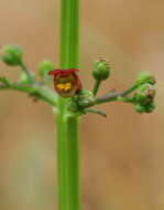 Image of Water figwort