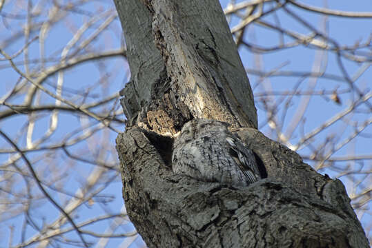 Image of Screech owl