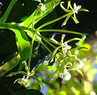 Image of Epidendrum lacustre Lindl.