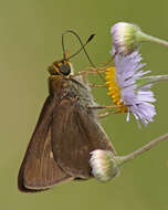 Image of Dun Sedge Skipper