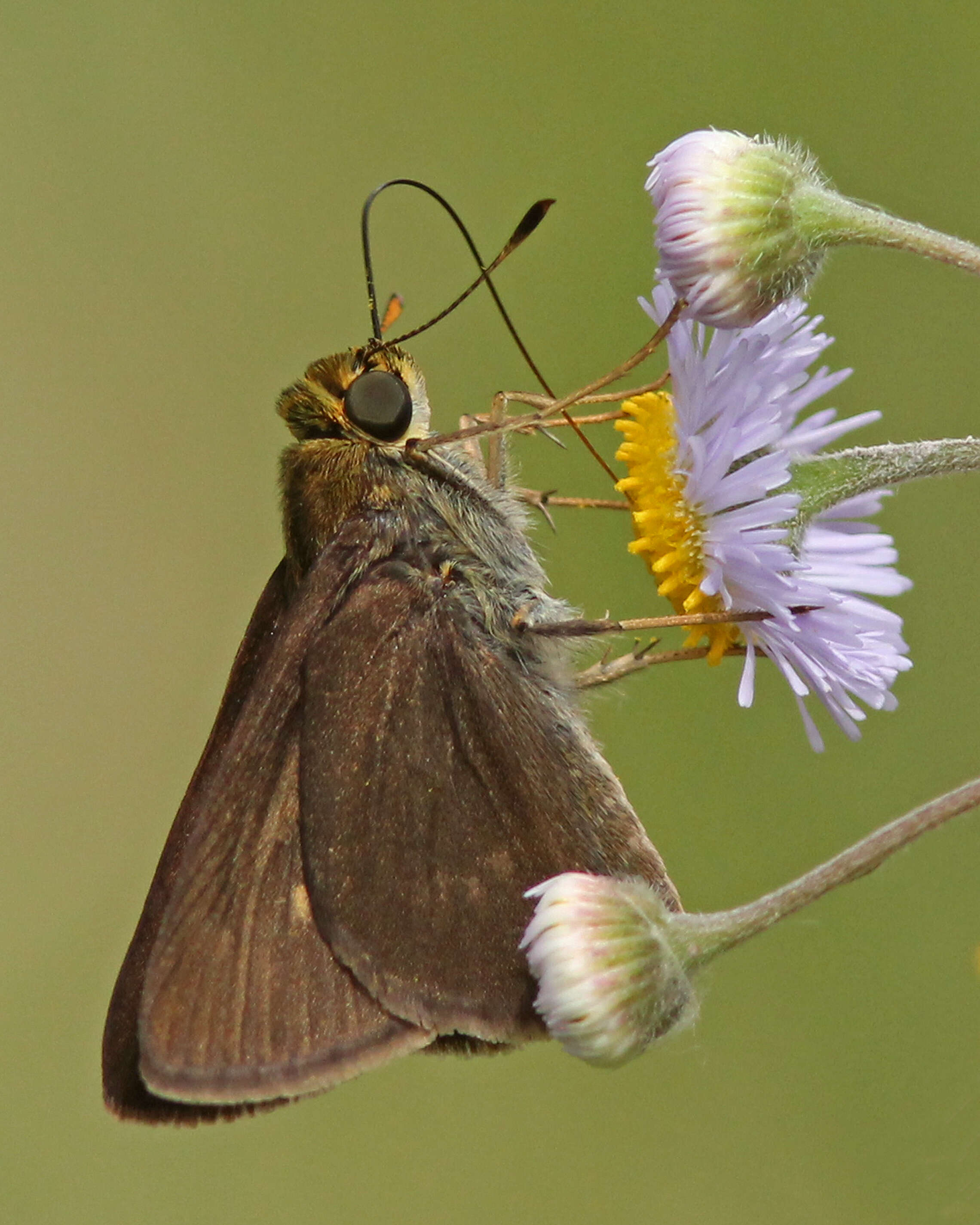 Image of Dun Sedge Skipper