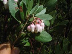 Image of pointleaf manzanita