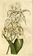 Image of Spotted Spider Orchid