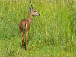 Image de Ourebia Laurillard 1842