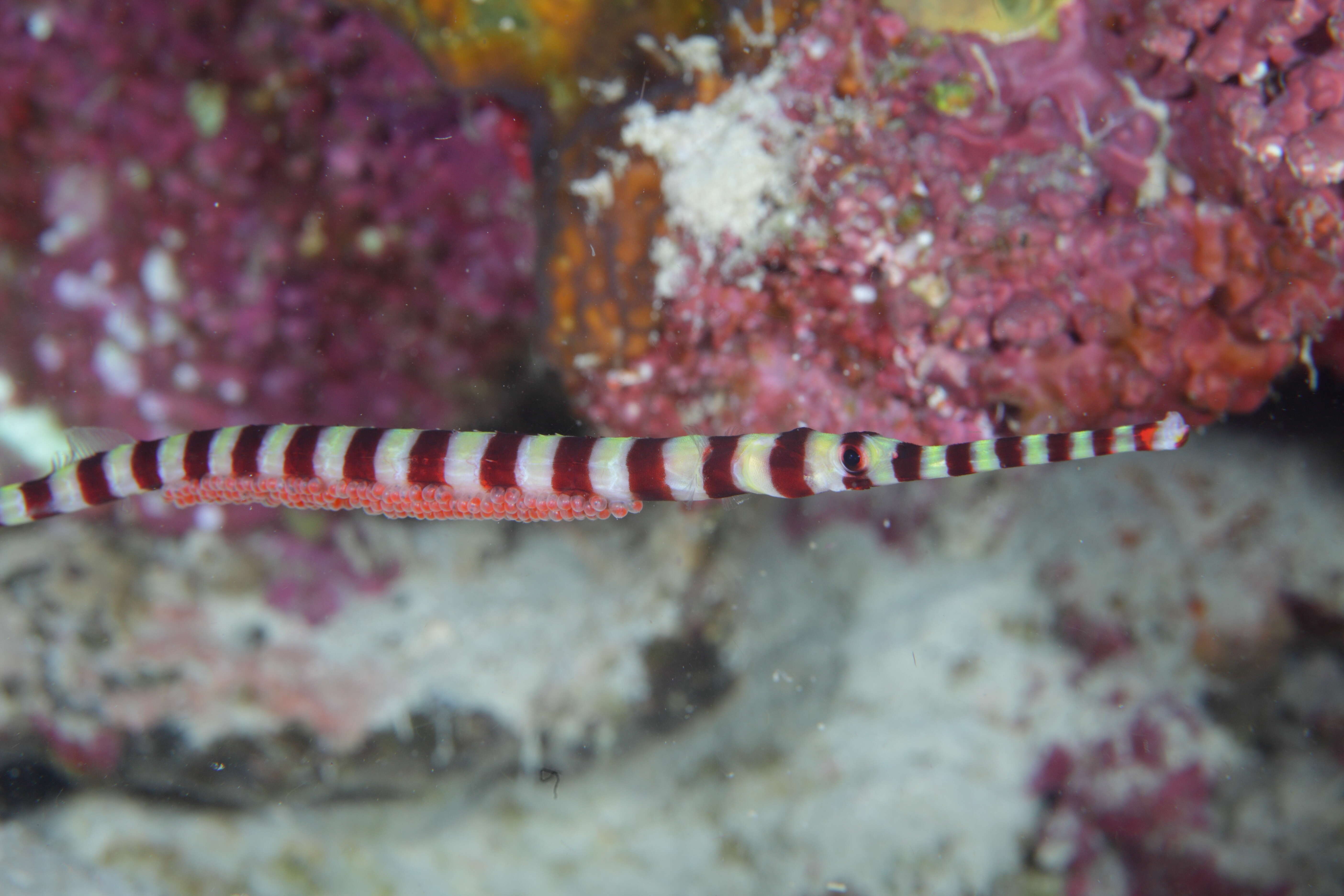 Image of banded pipefish