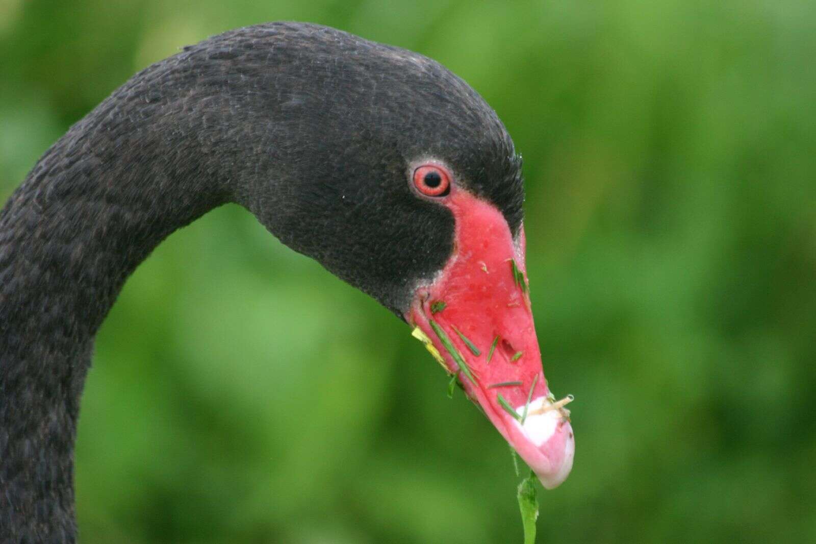 Image of Black Swan