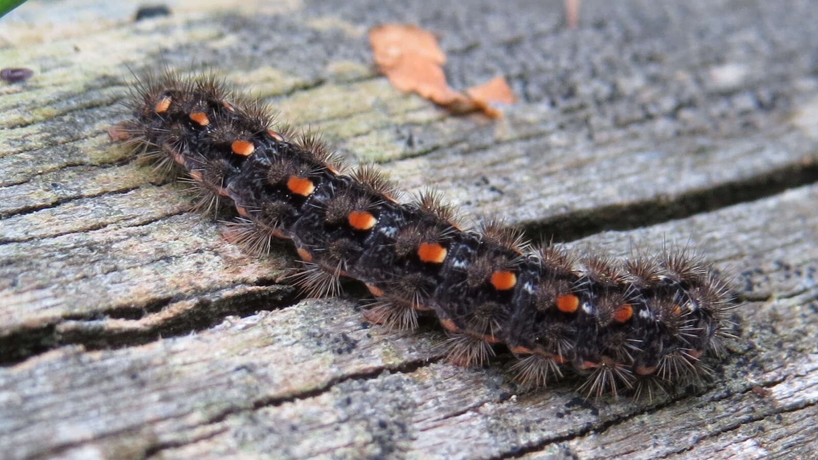 Eilema complana Linnaeus 1758 resmi