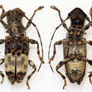 Image of Acmocera olympiana Thomson 1858