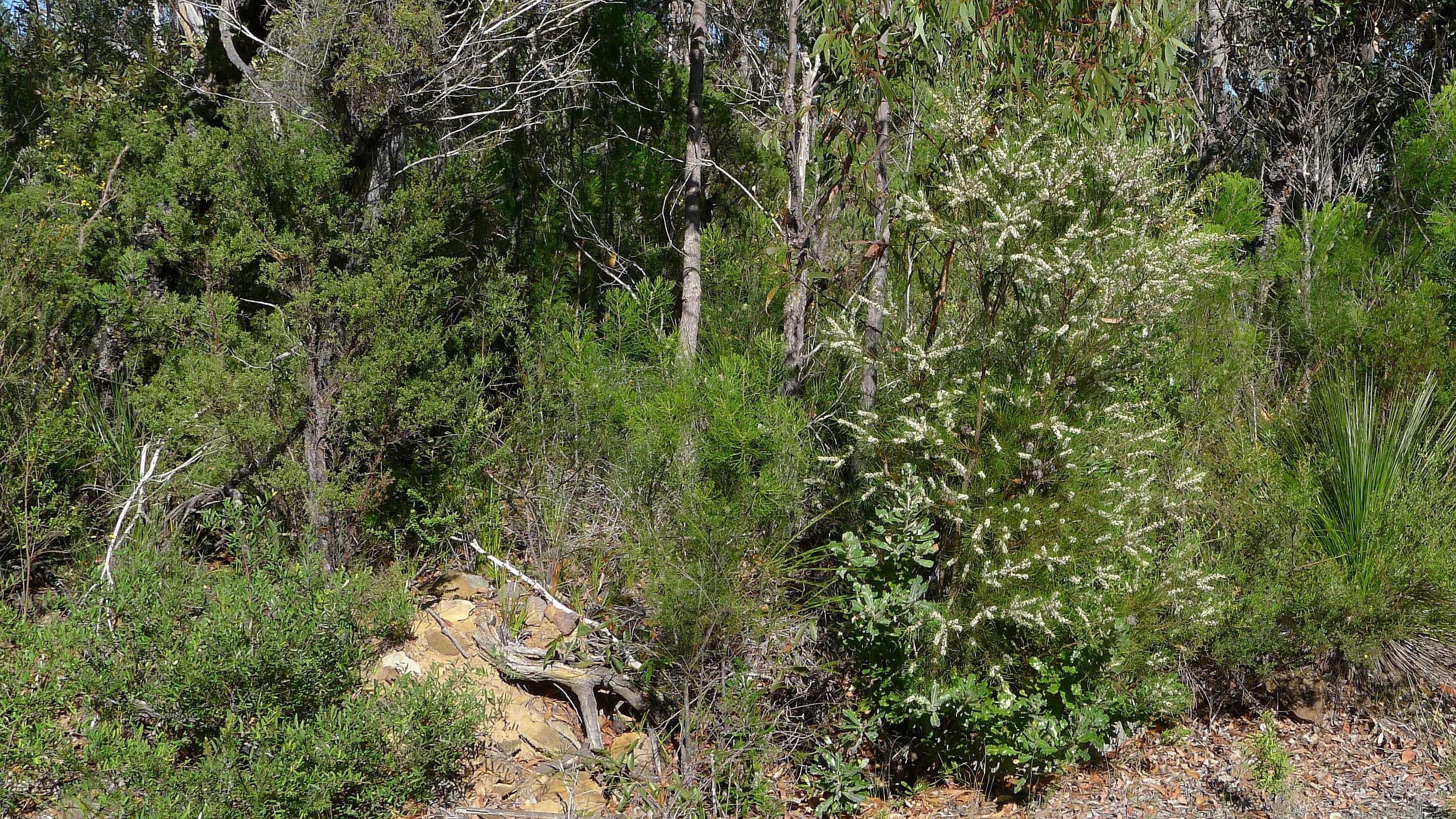 Image of Hakea propinqua A. Cunn.