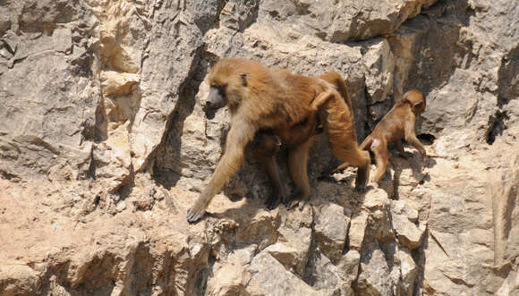 Image of Guinea Baboon