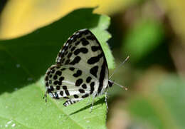 Image of Common Pierrot