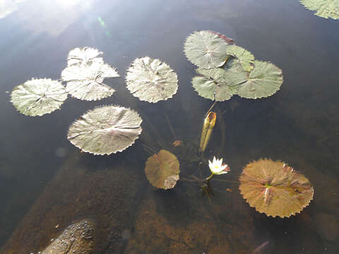 Image of Dotleaf waterlily