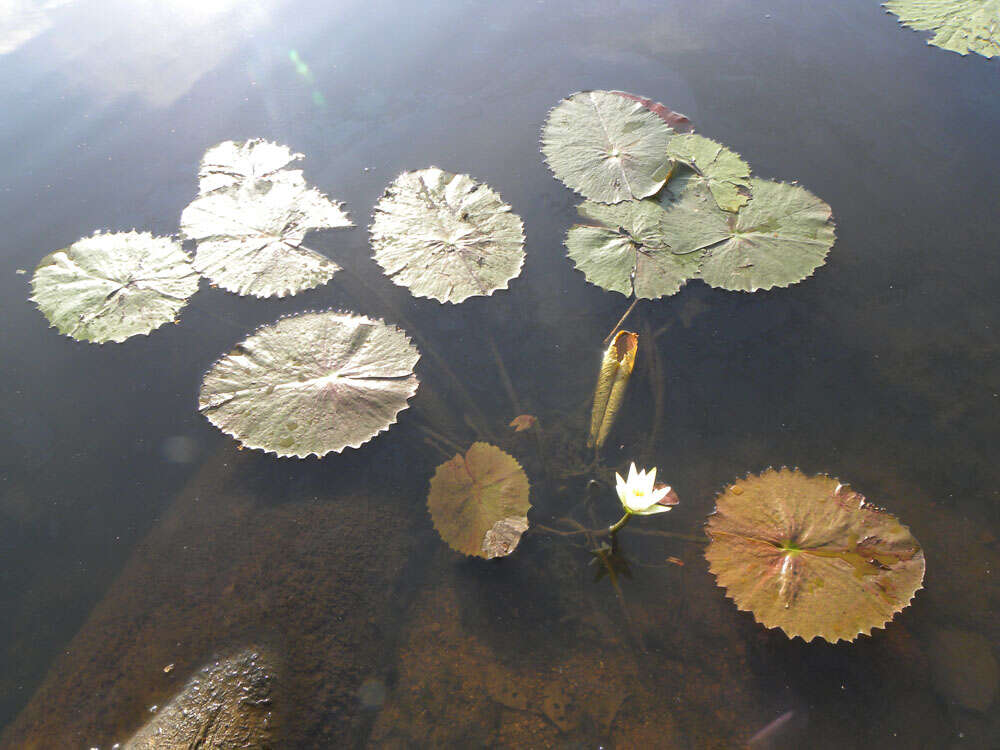 Image of waterlily