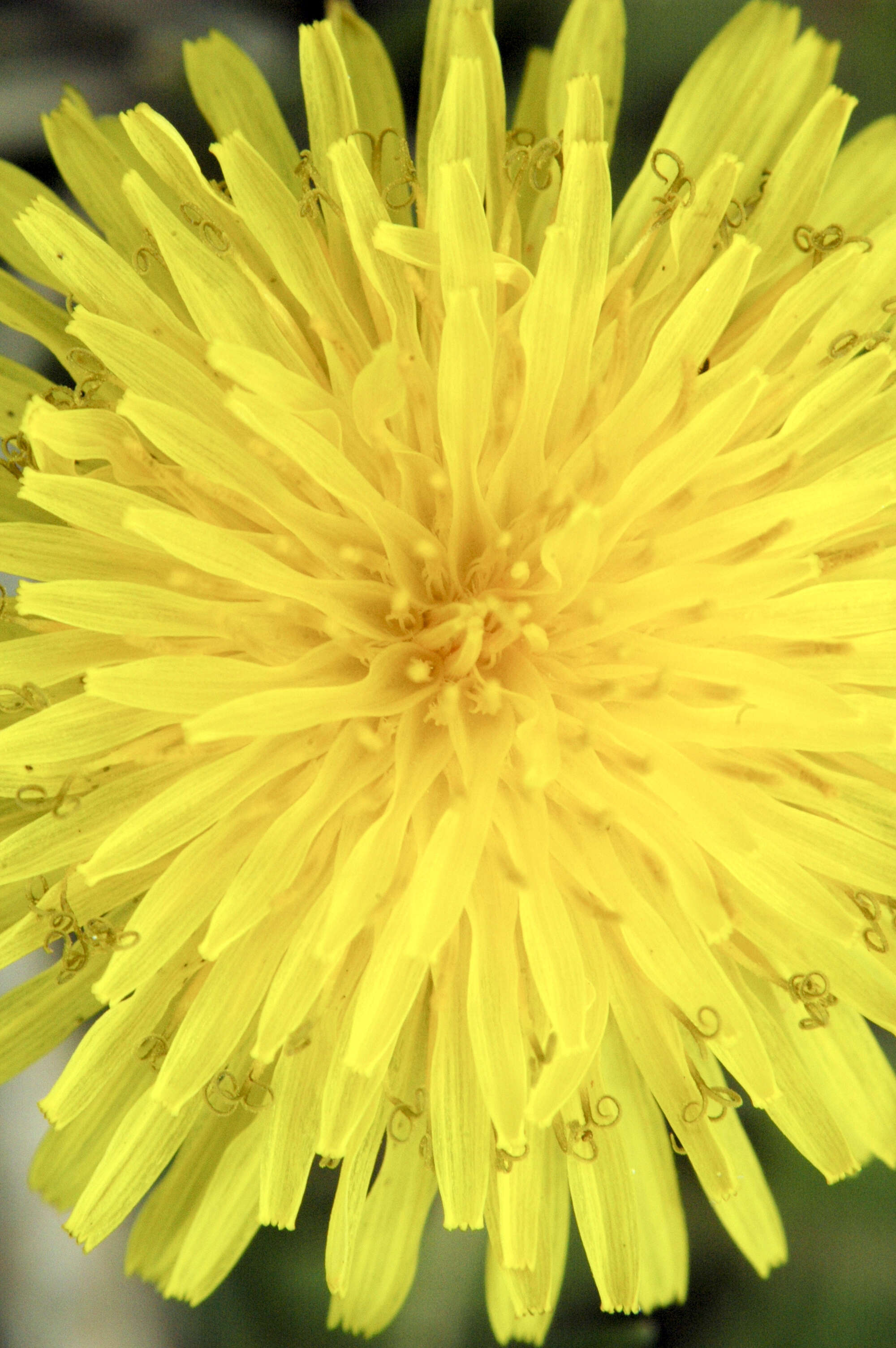 Image of Common Dandelion