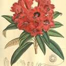 Image of Rhododendron delavayi Franch.