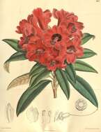 Imagem de Rhododendron delavayi Franch.