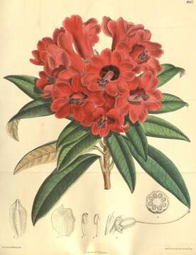 صورة Rhododendron delavayi Franch.