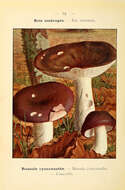 Image of Russula cyanoxantha (Schaeff.) Fr. 1863