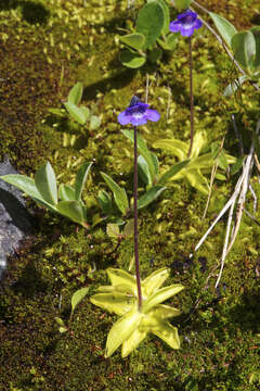 Image of Common butterwort