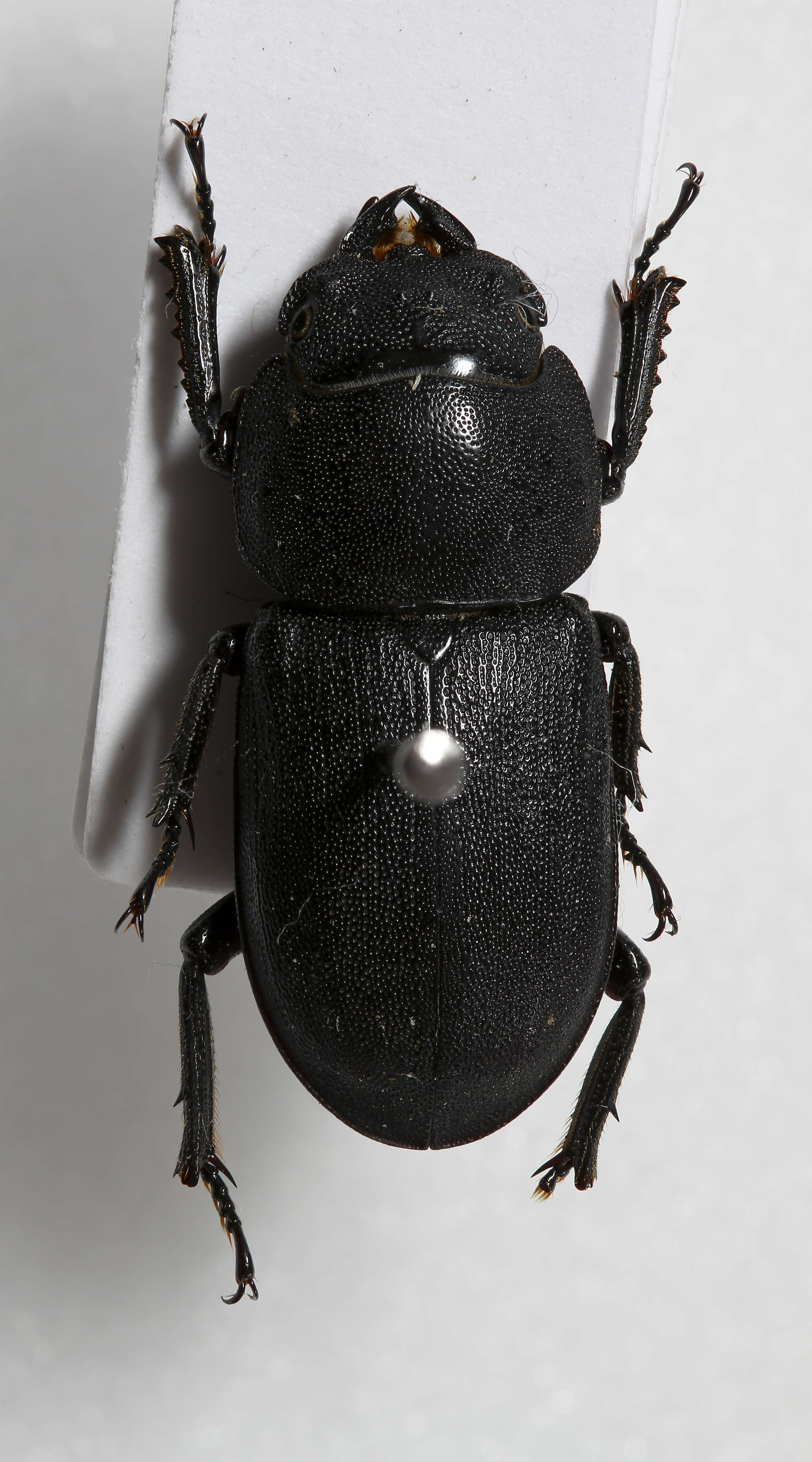 Dorcus parallelipipedus (Linnaeus 1758)的圖片