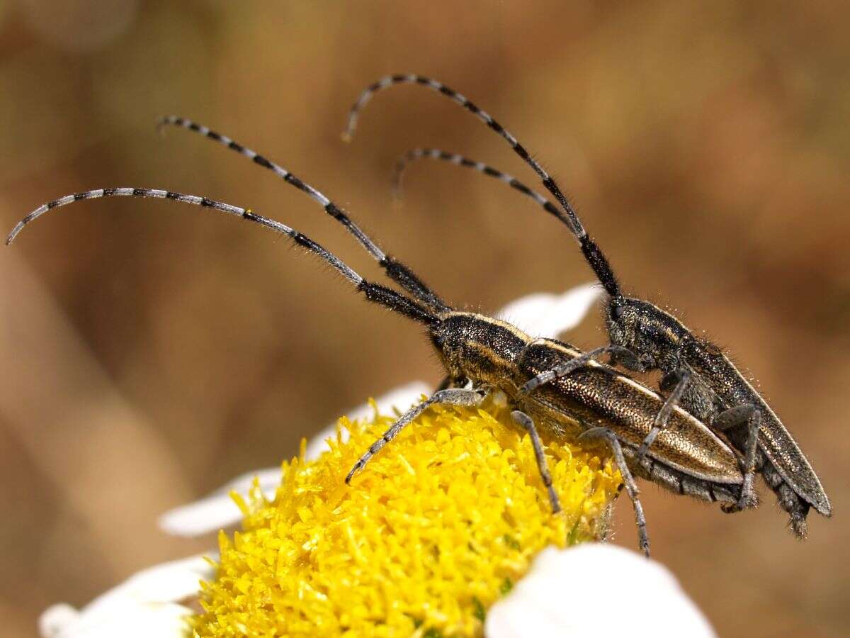 Image of Agapanthia cardui (Linné 1767)