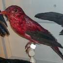 Image of Crimson Fruitcrow