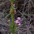 Image of Microlicia insignis Cham.