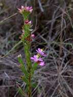 Image of Microlicia insignis Cham.