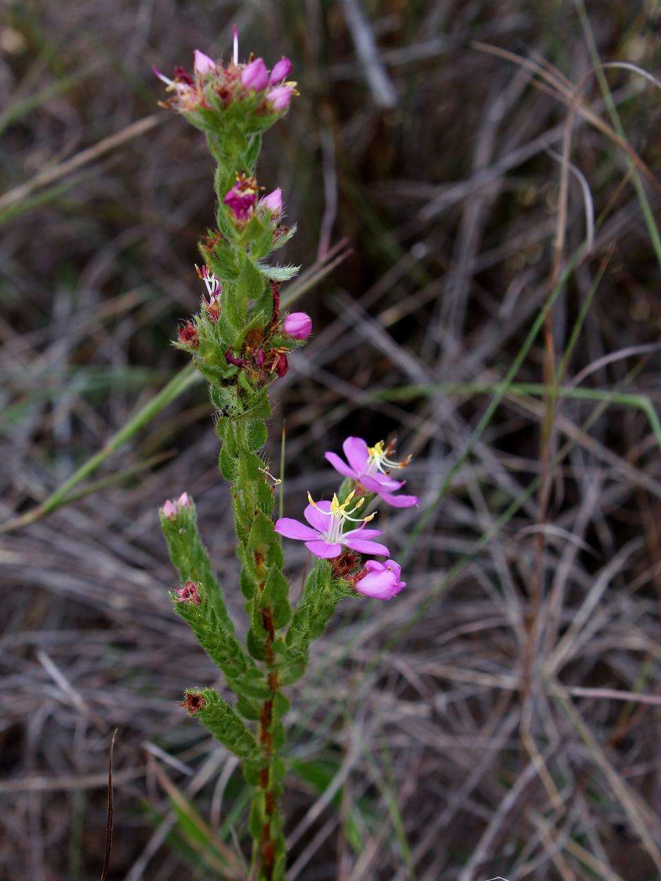 Image of Microlicia insignis Cham.