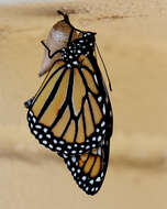 Image of Monarch Butterfly