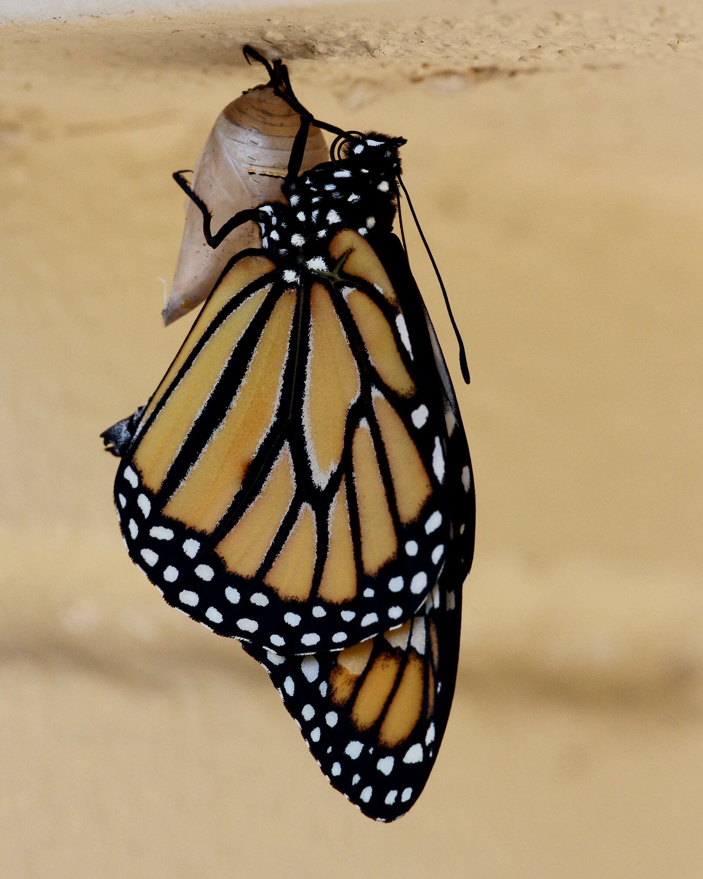 Image of Monarch Butterfly