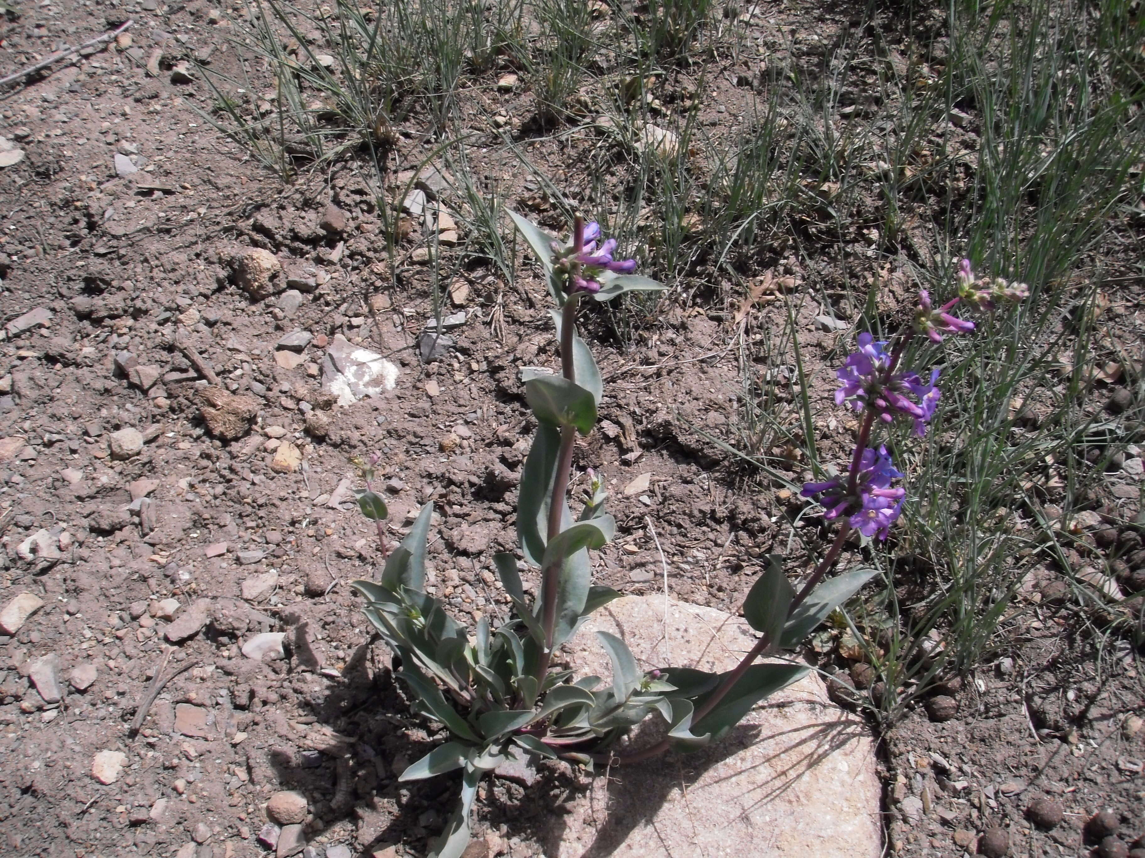 Image of Osterhout's beardtongue