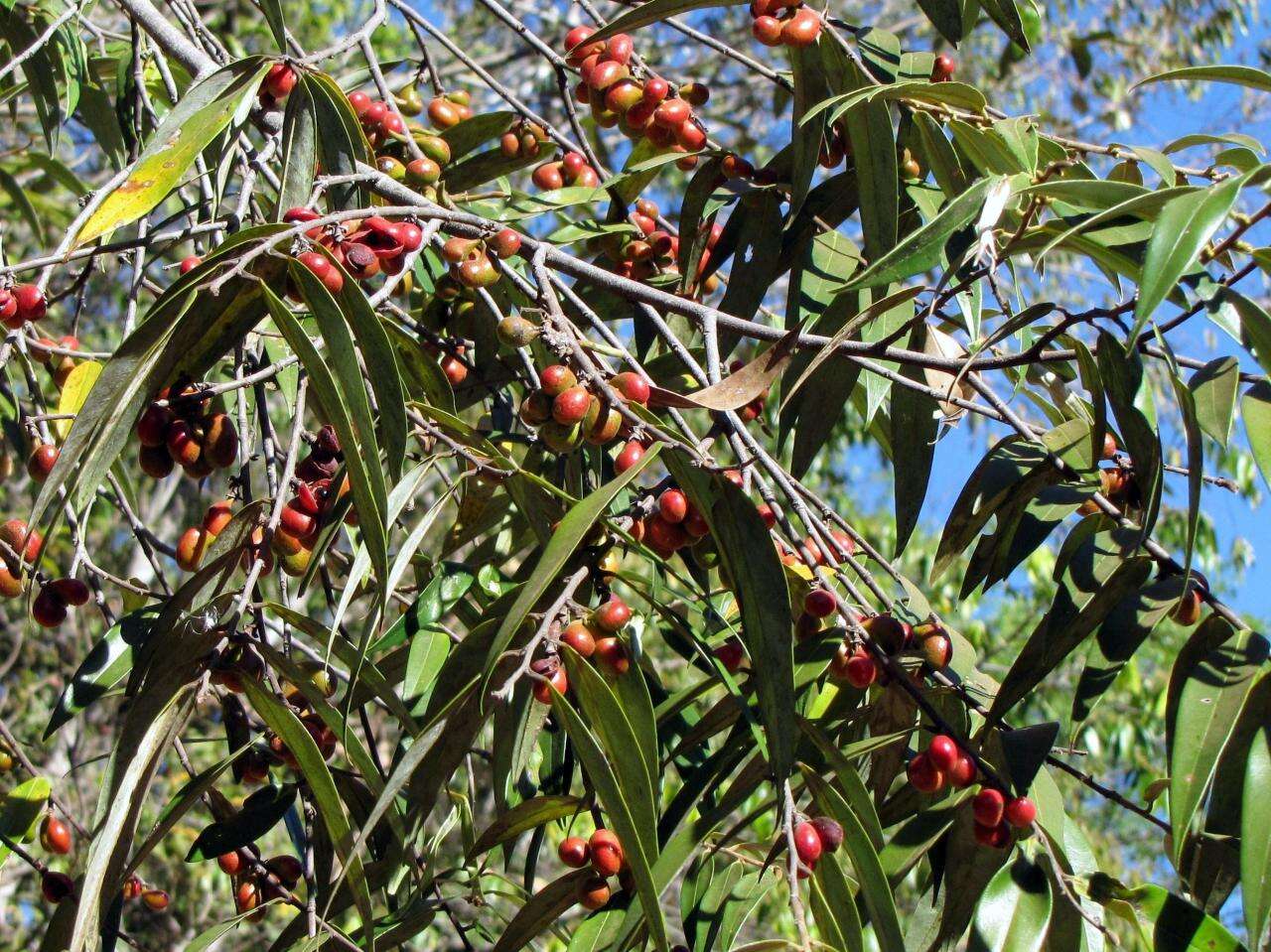 Image of Xylopia sericea A. St.-Hil.