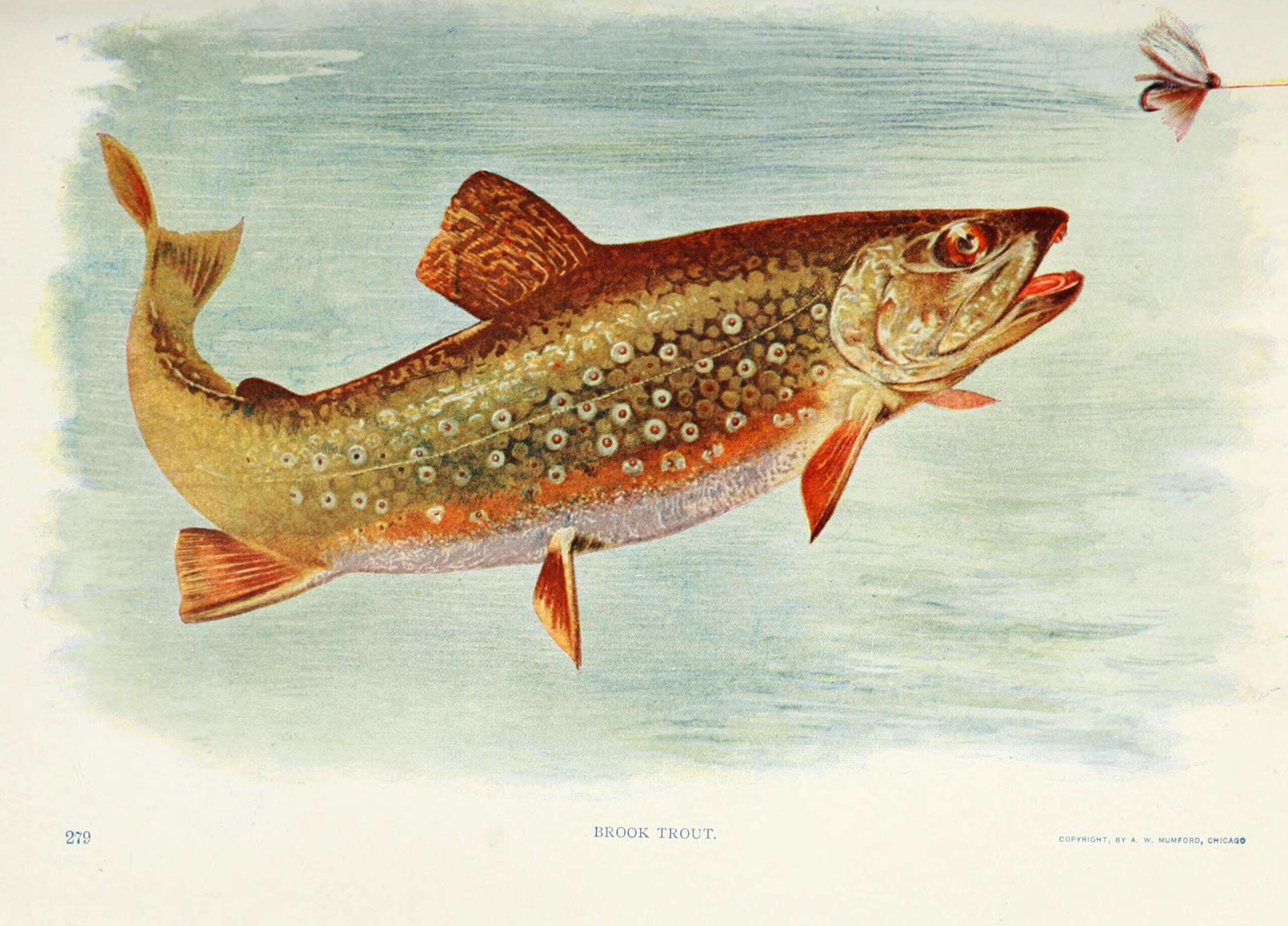 Image of brook trout