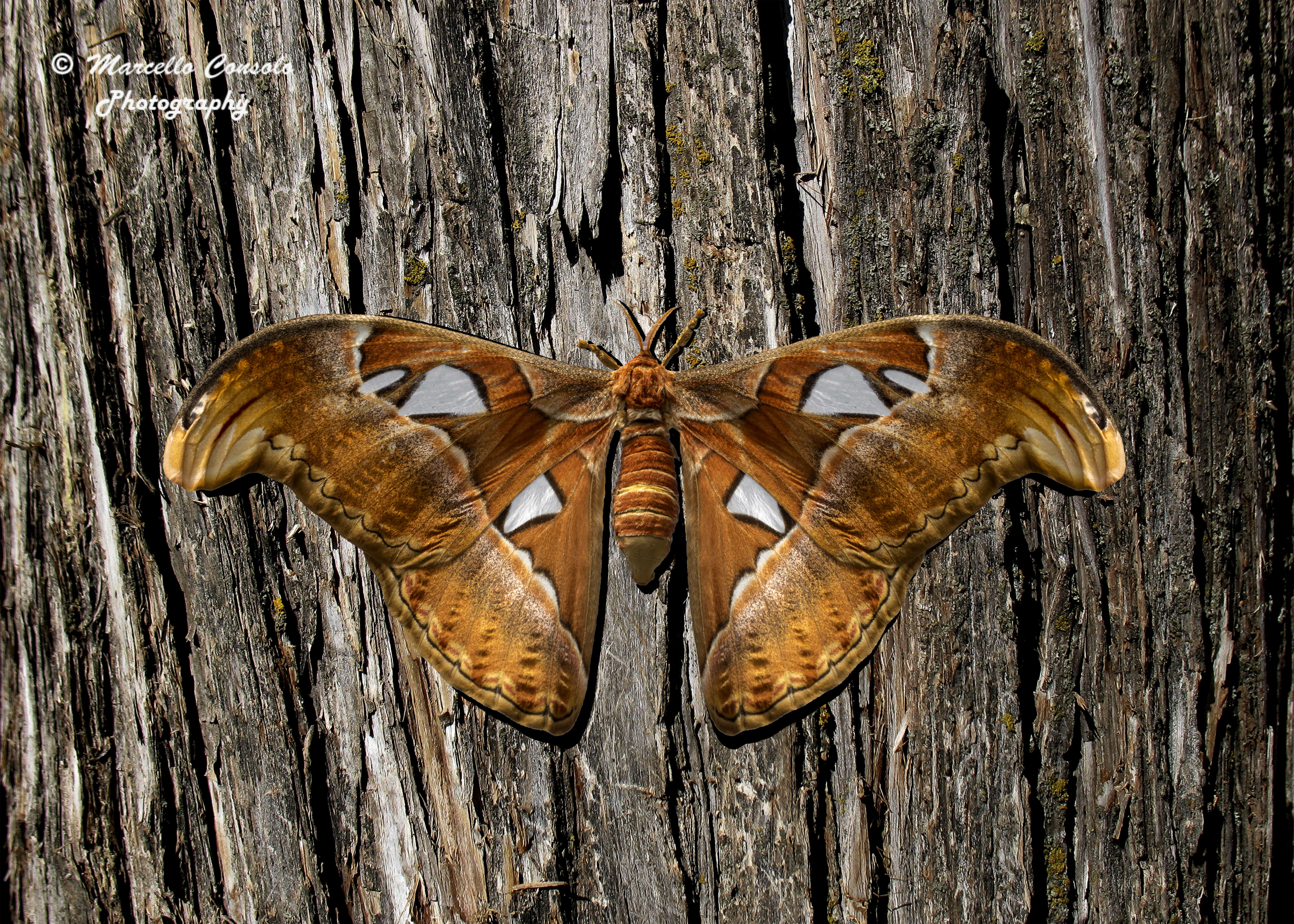 Image of Attacus Linnaeus 1767