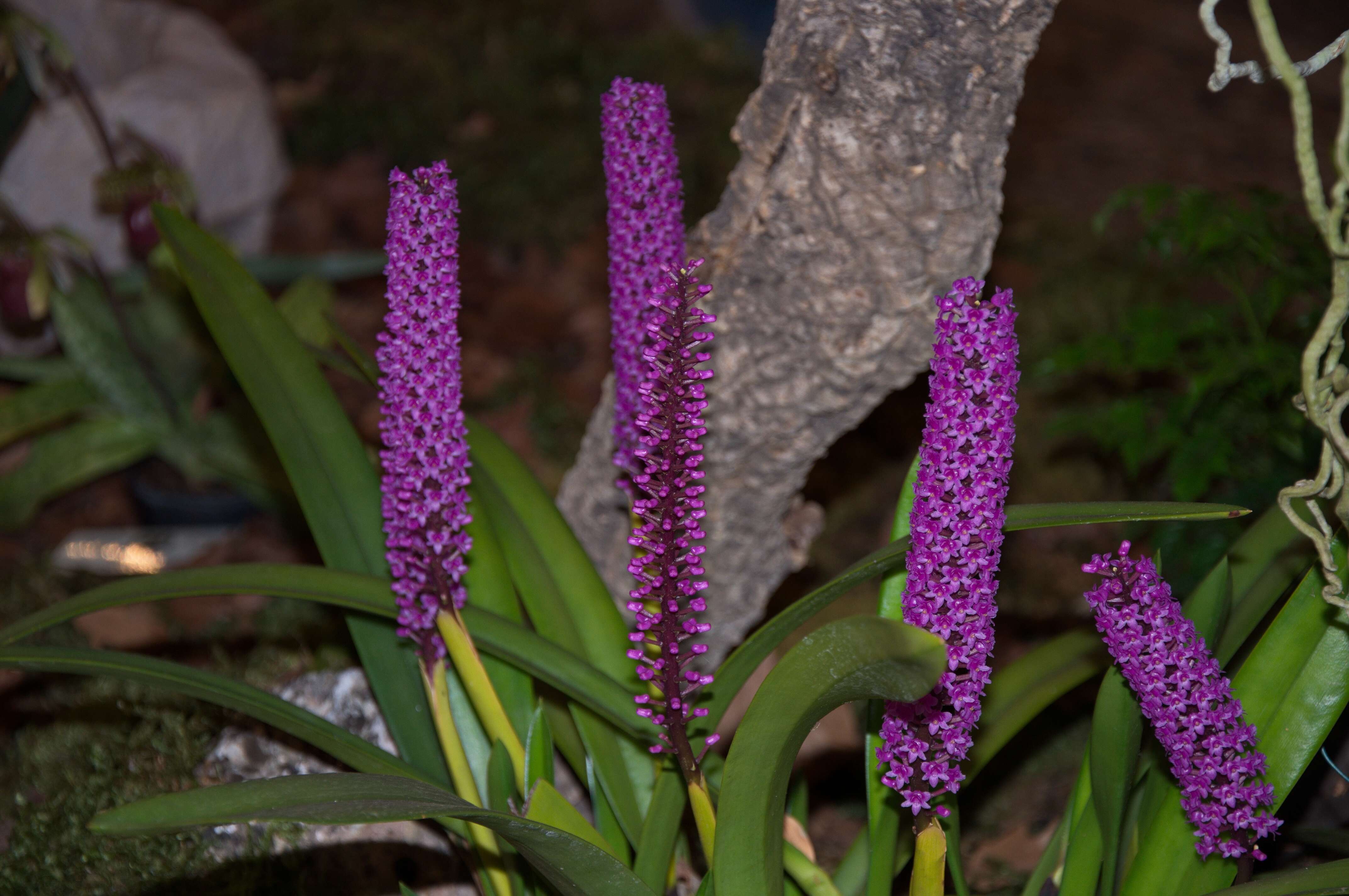 Image of Arpophyllum giganteum Hartw. ex Lindl.