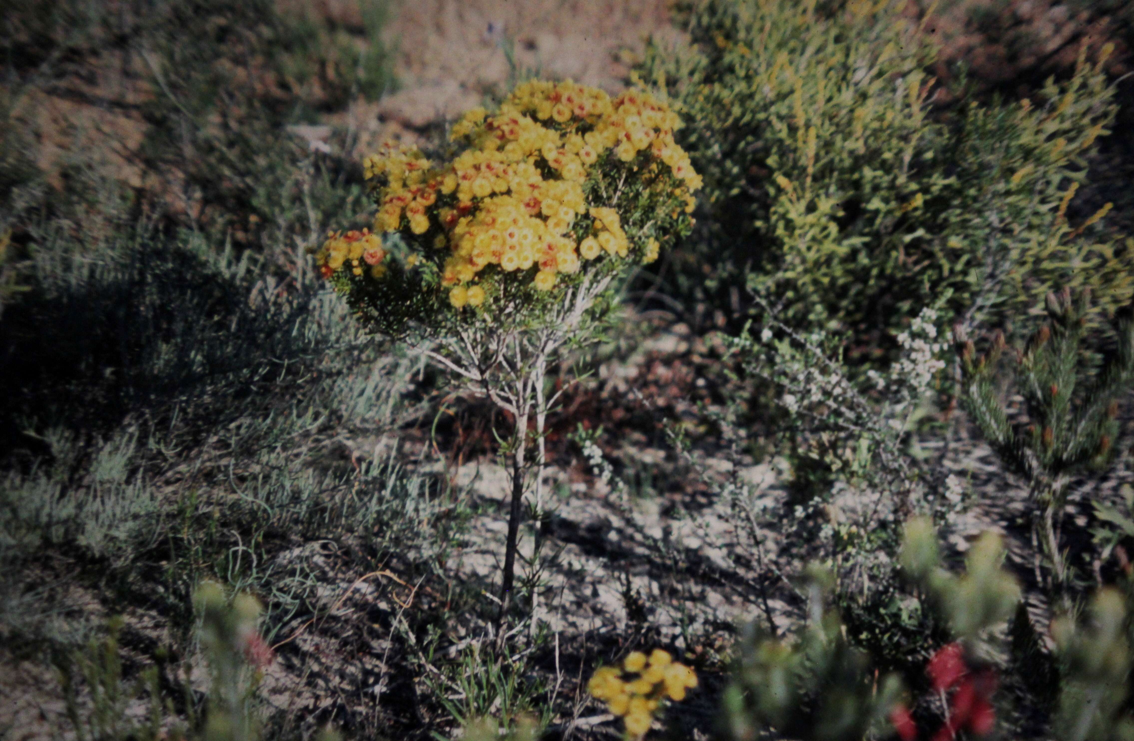 Image of Featherflowers