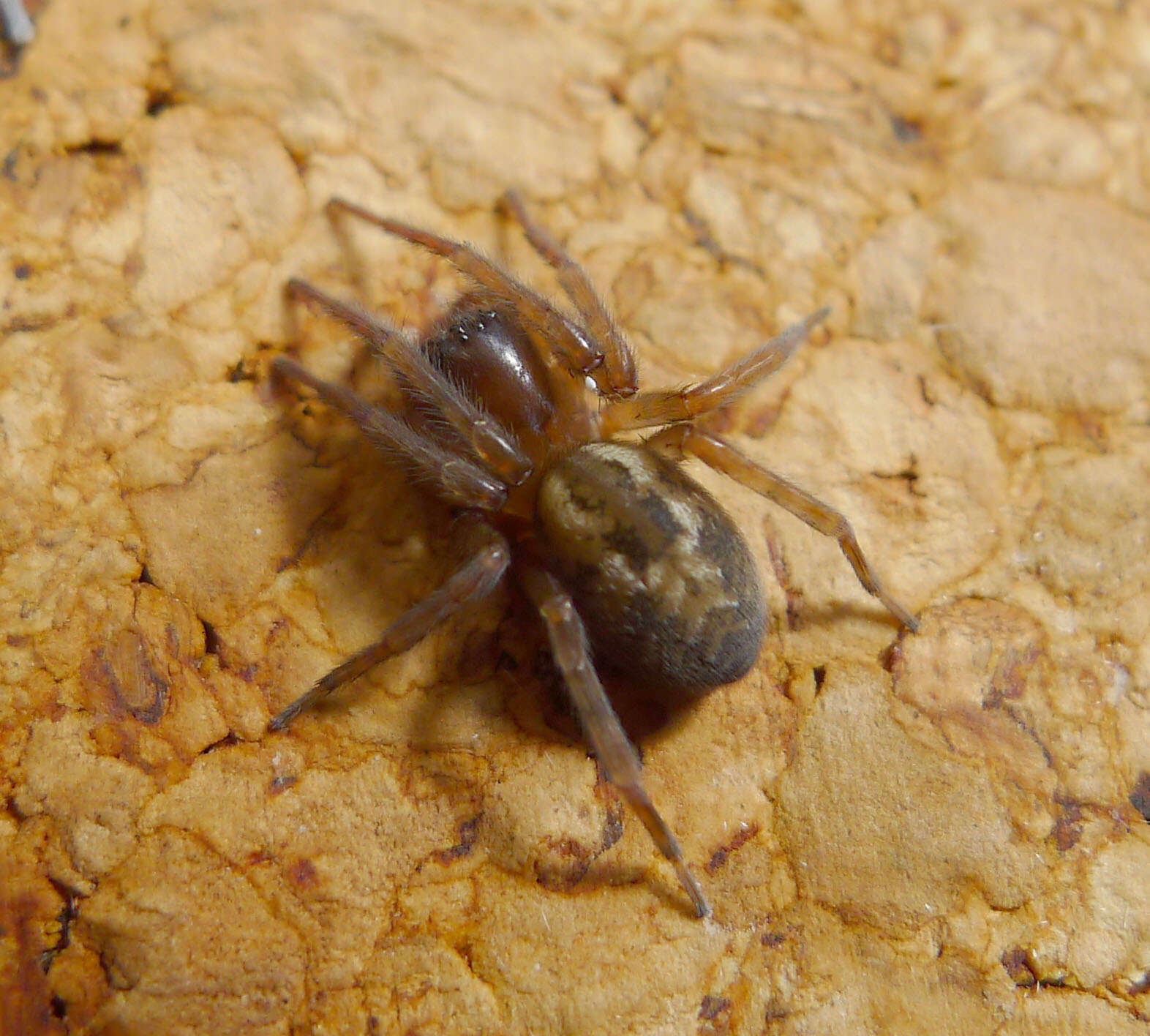 Image of Lace webbed spider