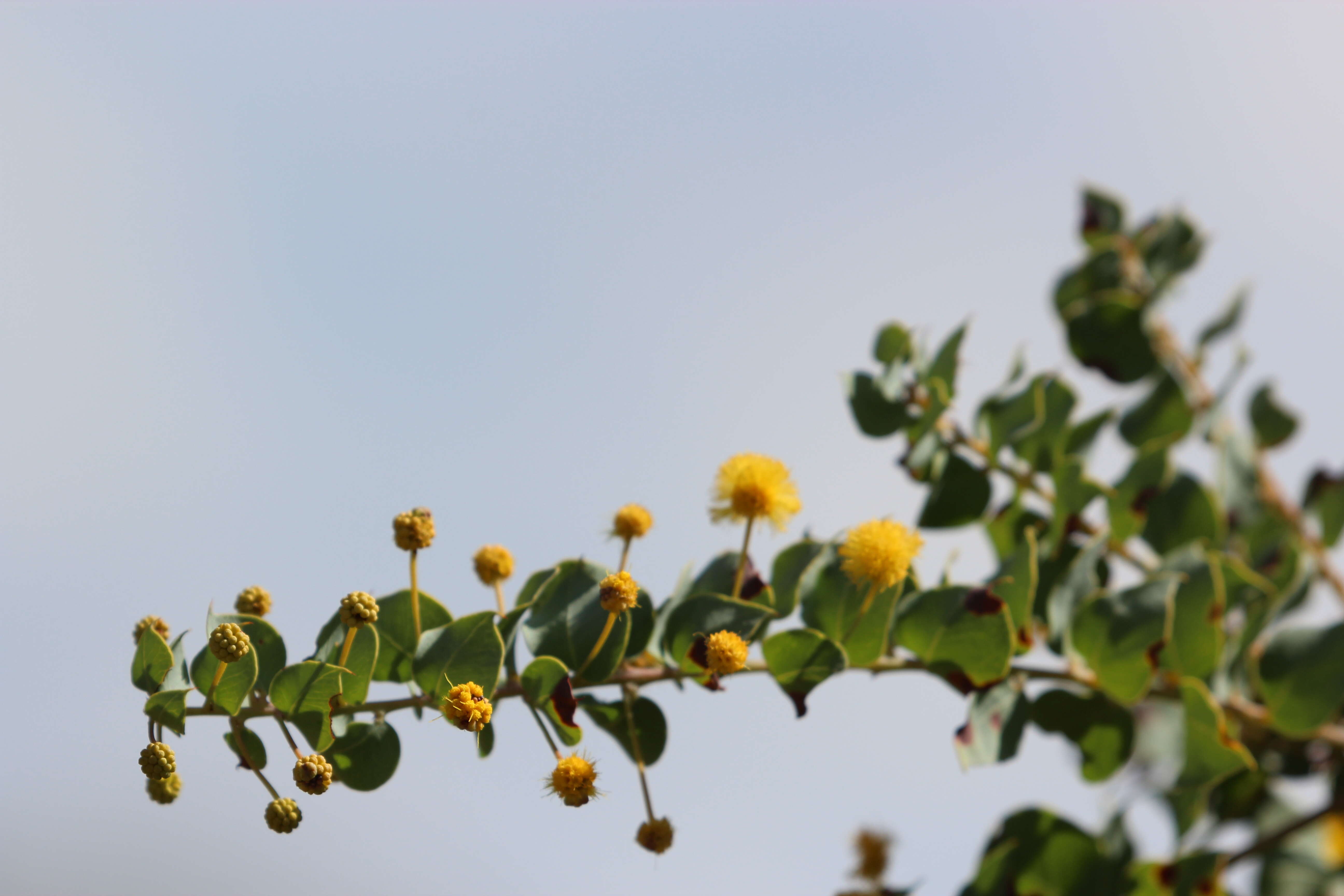 Image of Acacia sertiformis A. Cunn.