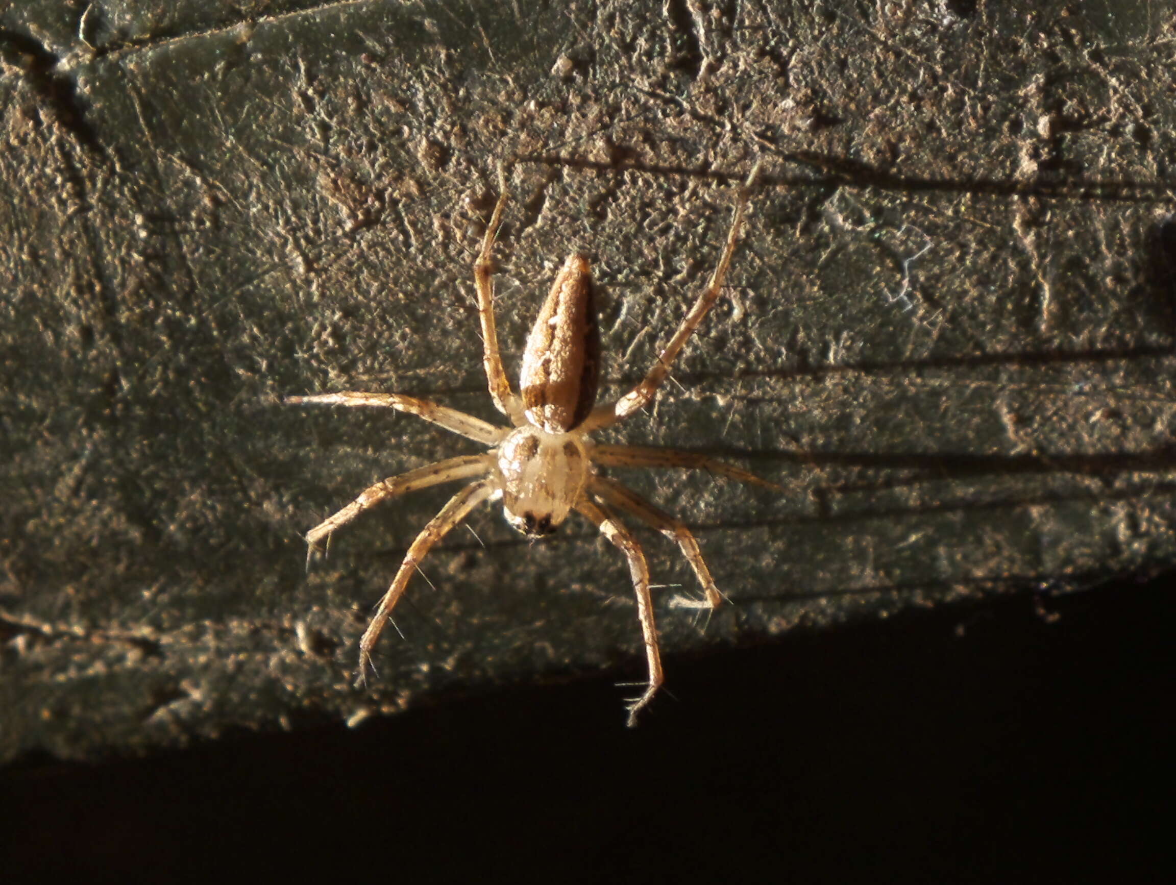 Image of lynx spider